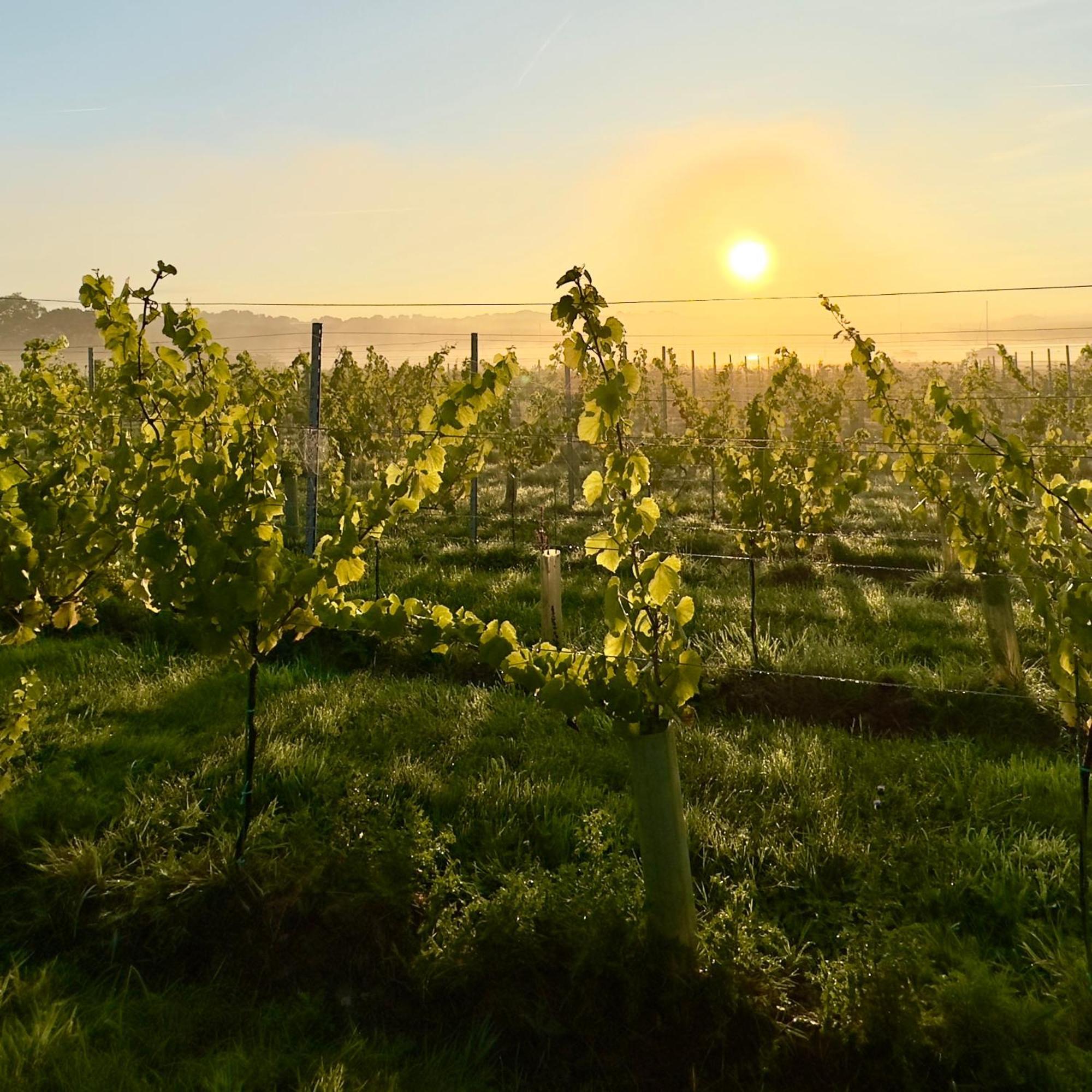 Villa Pinkmead Estate And Vineyard à Osborne  Extérieur photo